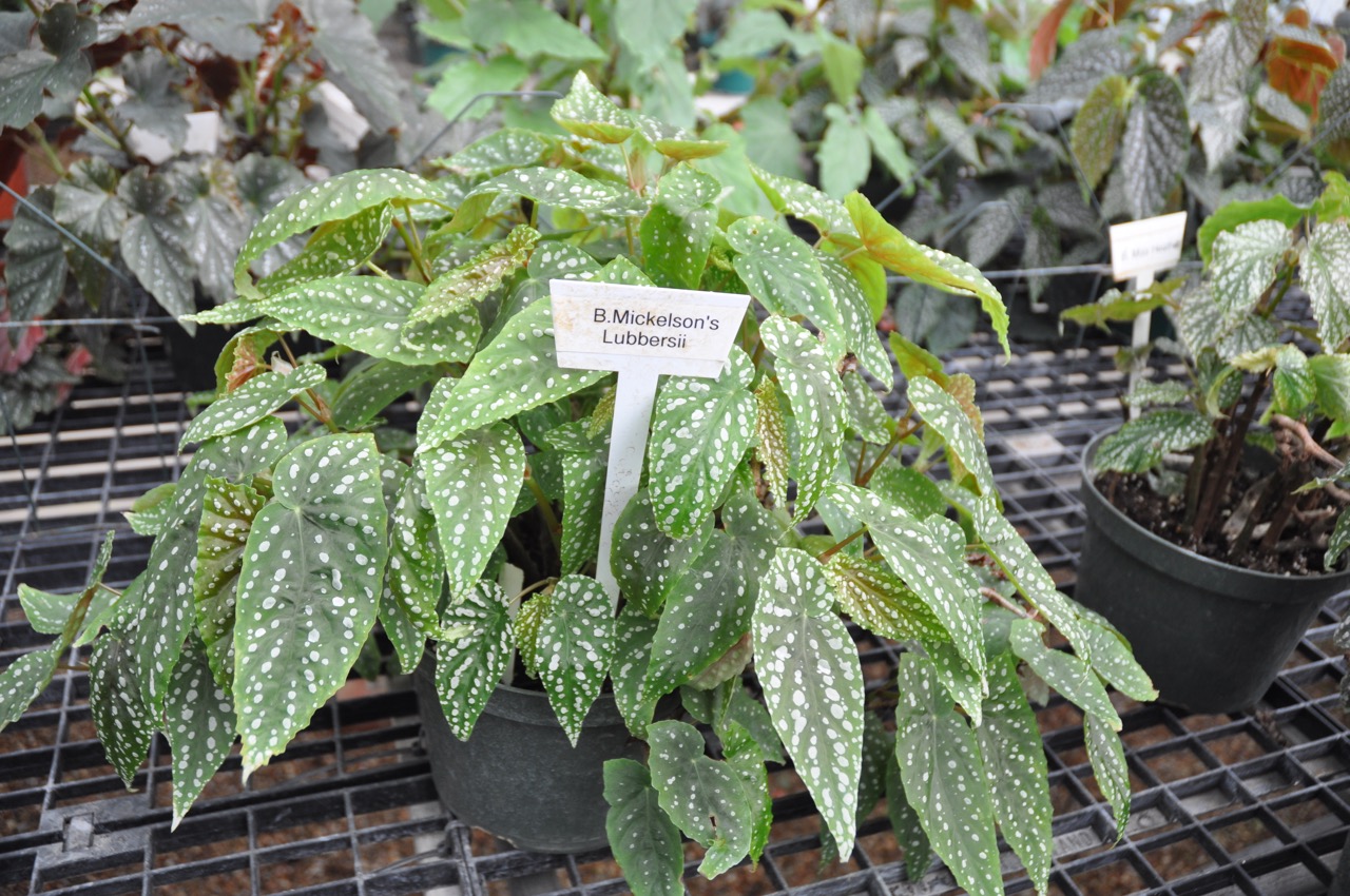 B. ‘Mickleson's Lubbersii’